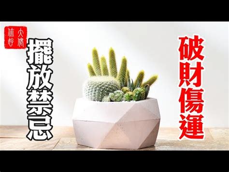 仙人掌可以放家裡嗎